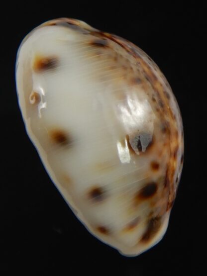 Lyncina lynx " Callous " 28.81 mm Gem-75376