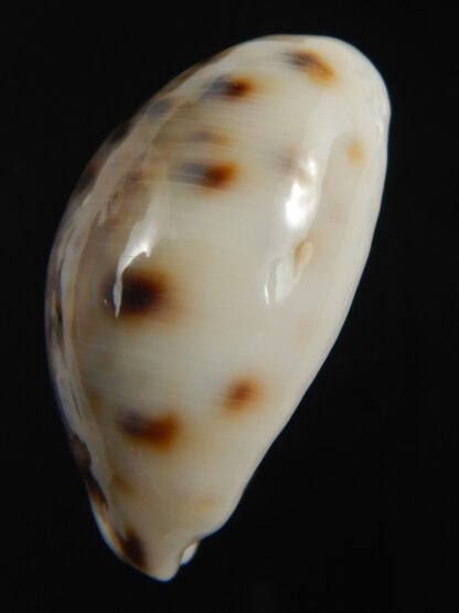 Lyncina lynx " Callous " 28.81 mm Gem-75377