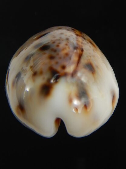 Lyncina lynx " Callous " 28.81 mm Gem-75375