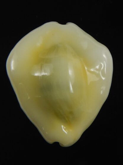 Monetaria moneta tuberculosa 25.19 mm Gem -75653