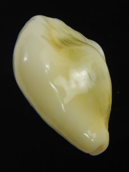 Monetaria moneta tuberculosa 25.19 mm Gem -75657