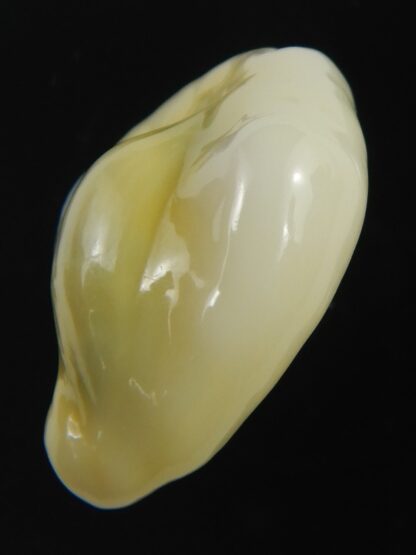 Monetaria moneta tuberculosa 25.19 mm Gem -75655