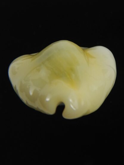 Monetaria moneta tuberculosa 25.19 mm Gem -75659