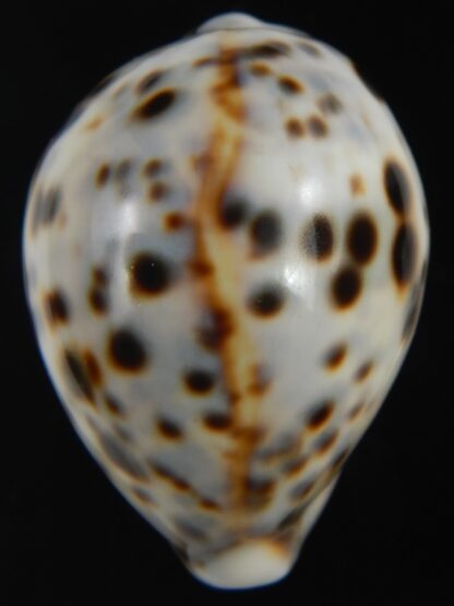 Cypraea tigris pardalis " Dalmatien" 59.21 mm Gem-75286