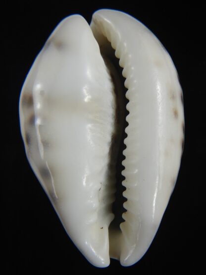 Cypraea tigris pardalis " Dalmatien" 59.21 mm Gem-75284