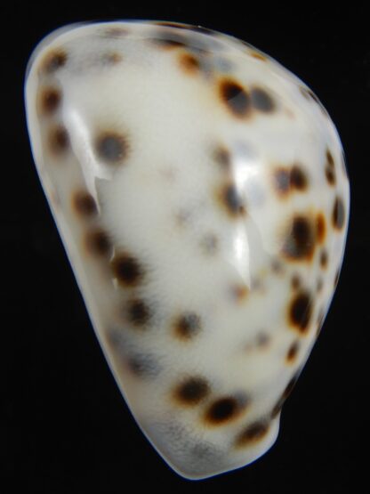 Cypraea tigris pardalis " Dalmatien" 59.21 mm Gem-75285