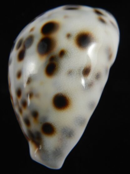 Cypraea tigris pardalis " Dalmatien" 59.21 mm Gem-75287