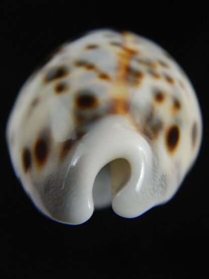 Cypraea tigris pardalis " Dalmatien" 59.21 mm Gem-75288