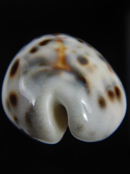 Cypraea tigris pardalis " Dalmatien" 59.21 mm Gem-75283