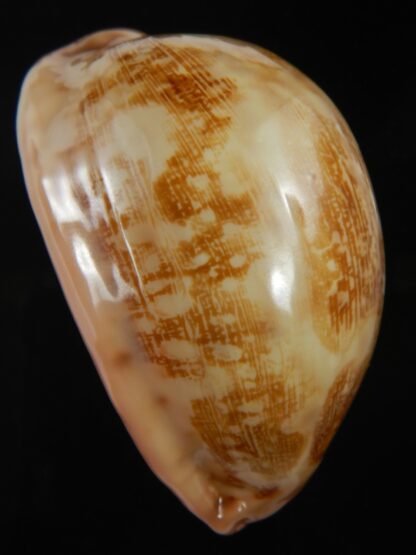 Leporicypraea mappa " Green" 73.67 mm Gem (-)-75362