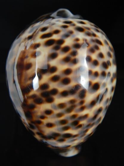 Cypraea tigris pardalis 86.68 mm Gem-75312