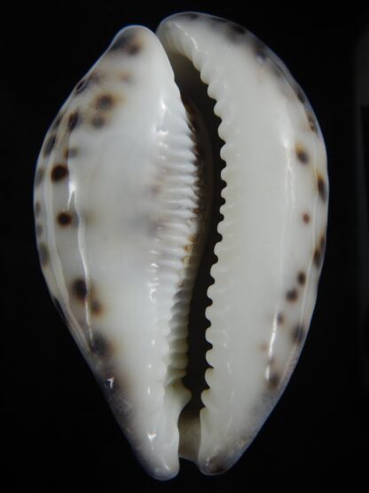 Cypraea tigris pardalis 86.68 mm Gem-75314