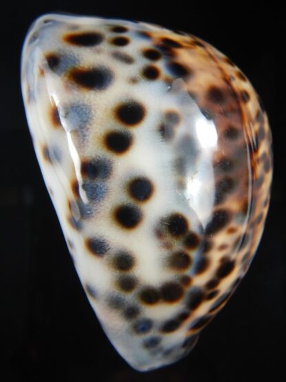 Cypraea tigris pardalis 86.68 mm Gem-75316