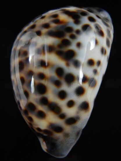 Cypraea tigris pardalis 86.68 mm Gem-75313