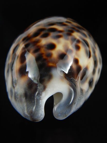 Cypraea tigris pardalis 86.68 mm Gem-75315