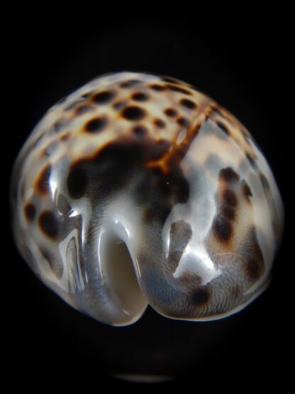 Cypraea tigris pardalis 86.68 mm Gem-75317