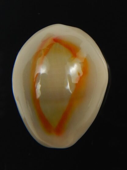 Monetaria annulus ..SP colour... 20.82 mm Gem-75471