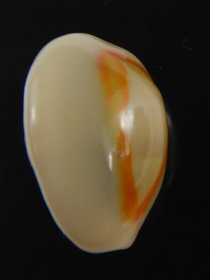 Monetaria annulus ..SP colour... 20.82 mm Gem-75474