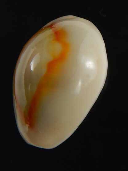 Monetaria annulus ..SP colour... 20.82 mm Gem-75473