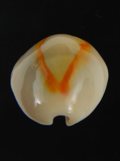 Monetaria annulus ..SP colour... 20.82 mm Gem-75475