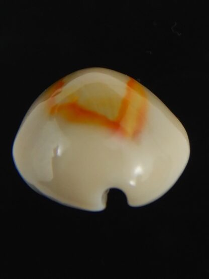 Monetaria annulus ..SP colour... 20.82 mm Gem-75476