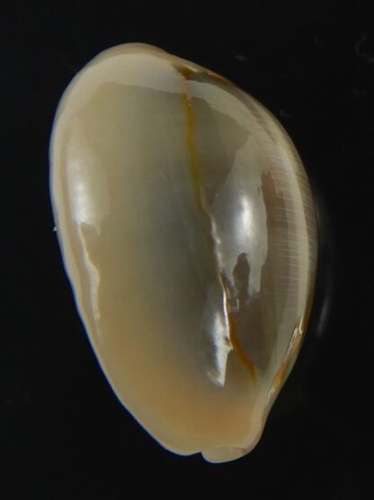 Monetaria annulus ..SP colour... 20.68 mm Gem-75460