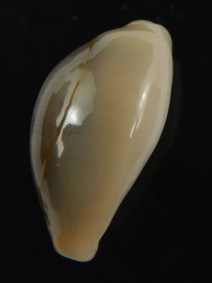 Monetaria annulus ..SP colour... 20.68 mm Gem-75461