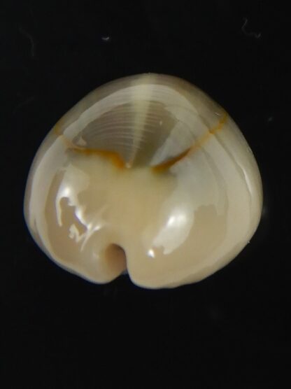 Monetaria annulus ..SP colour... 20.68 mm Gem-75459