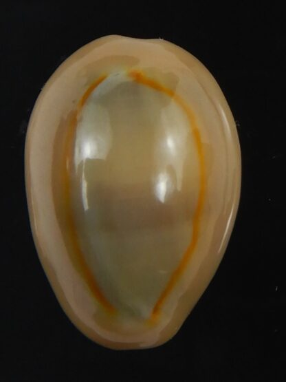 Monetaria annulus ..SP colour... 19.74 mm Gem-75443