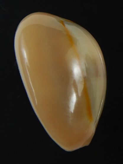 Monetaria annulus ..SP colour... 19.74 mm Gem-75444