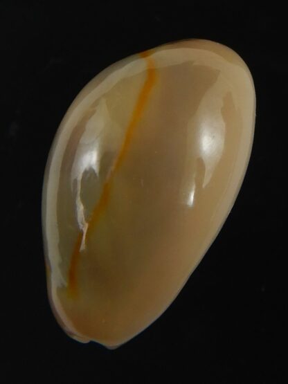 Monetaria annulus ..SP colour... 19.74 mm Gem-75445