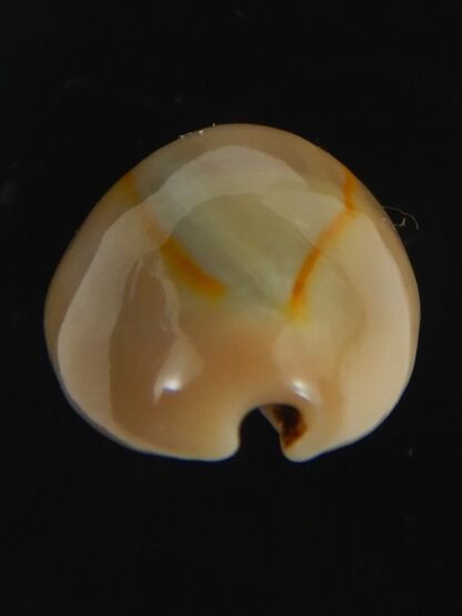 Monetaria annulus ..SP colour... 19.74 mm Gem-75446