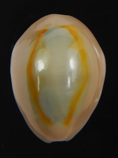 Monetaria annulus ..SP colour... 18.31 mm Gem-75429