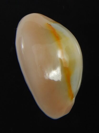 Monetaria annulus ..SP colour... 18.31 mm Gem-75433