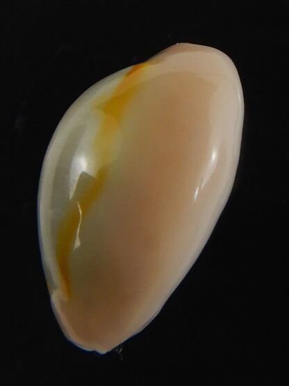 Monetaria annulus ..SP colour... 18.31 mm Gem-75430