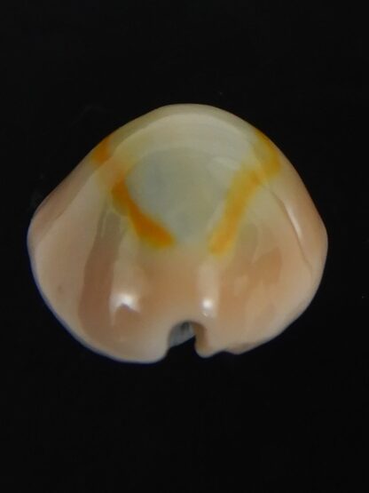 Monetaria annulus ..SP colour... 18.31 mm Gem-75431