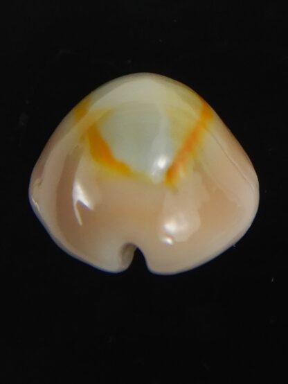 Monetaria annulus ..SP colour... 18.31 mm Gem-75435