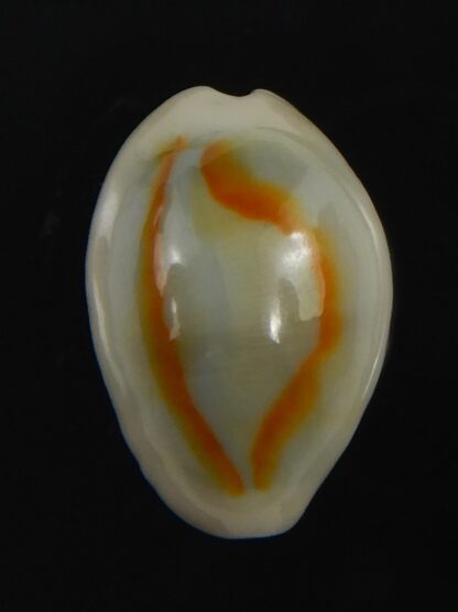 Monetaria annulus ..SP colour .. 16.45 mm Gem-75415