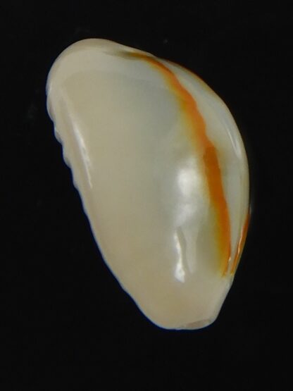 Monetaria annulus ..SP colour .. 16.45 mm Gem-75418