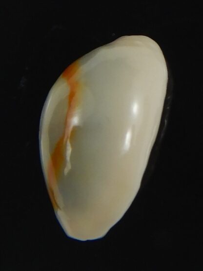 Monetaria annulus ..SP colour .. 16.45 mm Gem-75417