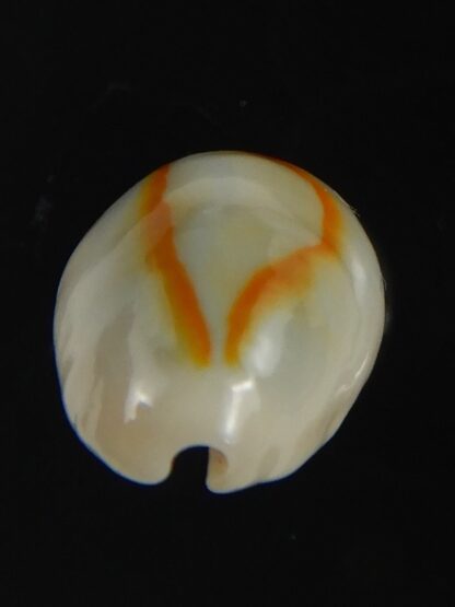 Monetaria annulus ..SP colour .. 16.45 mm Gem-75419