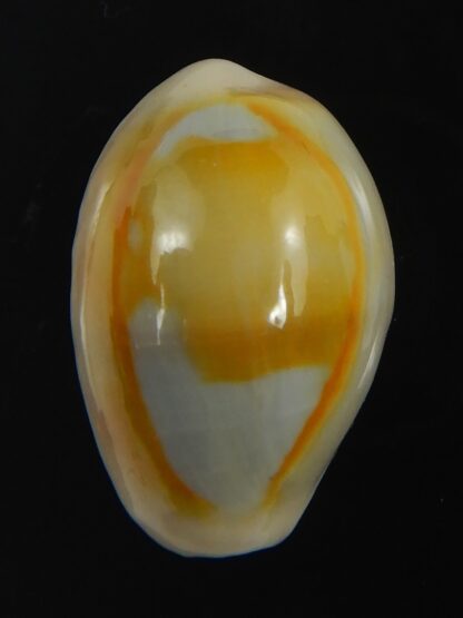 Monetaria annulus ..SP colour... 21.22 mm Gem-75485