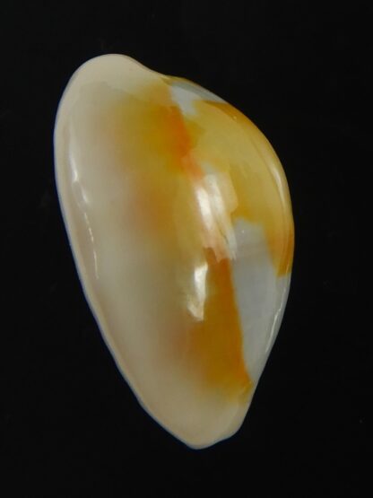 Monetaria annulus ..SP colour... 21.22 mm Gem-75488