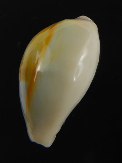 Monetaria annulus ..SP colour... 21.22 mm Gem-75487