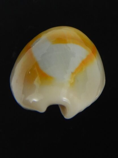 Monetaria annulus ..SP colour... 21.22 mm Gem-75489