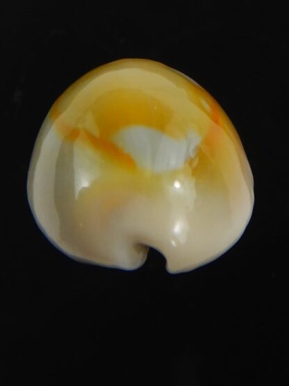 Monetaria annulus ..SP colour... 21.22 mm Gem-75490