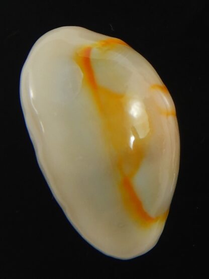 Monetaria annulus ..SP colour... 21.39 mm Gem-75501