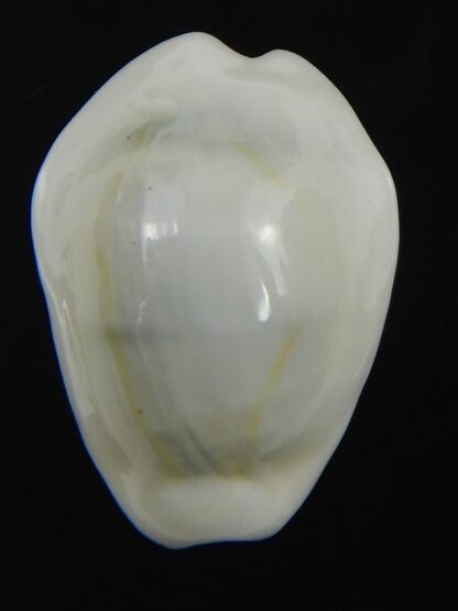 Monetaria moneta ..White... 22.30 mm Gem-75667