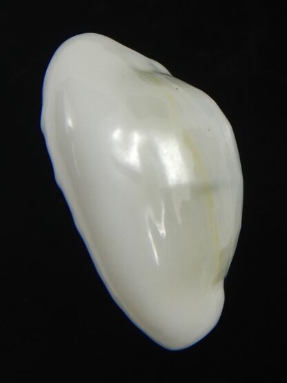 Monetaria moneta ..White... 22.30 mm Gem-75672