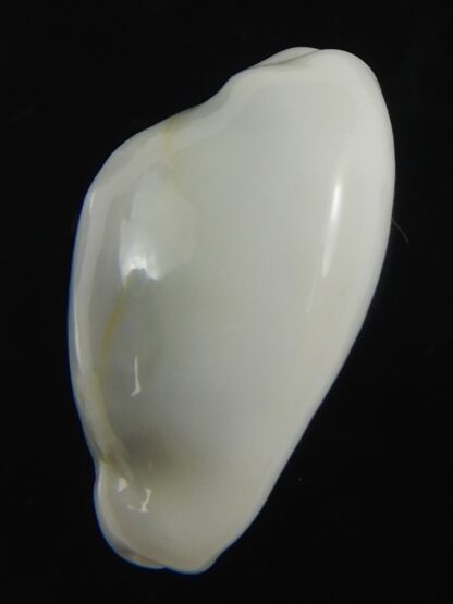 Monetaria moneta ..White... 22.30 mm Gem-75670